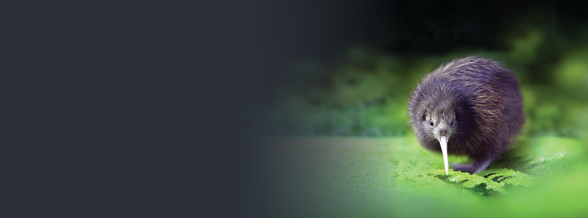 Budget 2025 homepage web banner 1920x713 v2