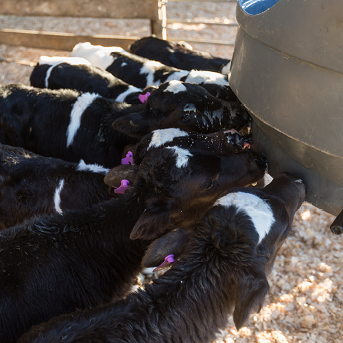 Fonterra payout 500x500 opt2